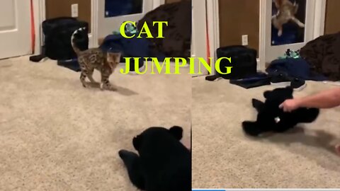 CAT JUMPING AFTER SEE TOY ENJOY😂🤣😆😎👍