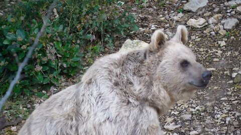 Sideway view of an adult bear ursus arctos syriacus. Montpellier zoo day time