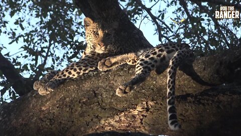 Female Leopard Jumps Out Of A Tree To Join A Male