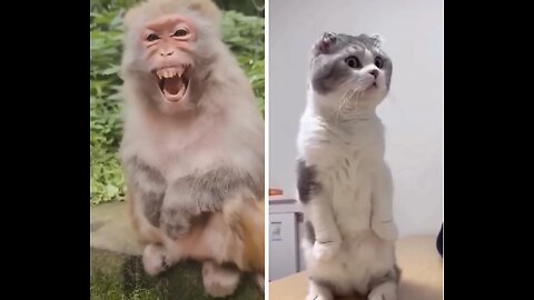 Funny animals. Laughter to tears.=5