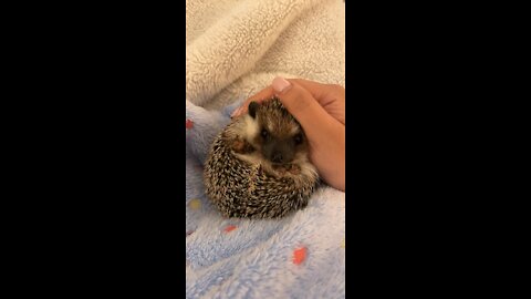 Watch this little hedgehog unball!