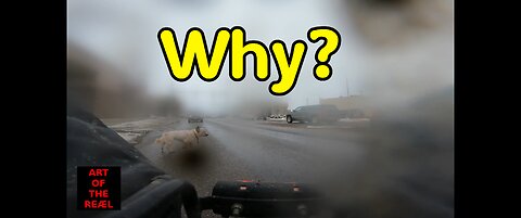 You HATE your dog! Why is it in the middle of the road?!