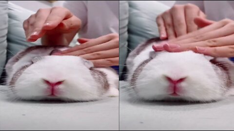 The rabbit is cute and spoiled. Have you ever tried to roll the rabbit