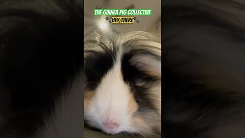 The Guinea Pig Collective 🐾Hey There🐾 #channel #guineapigshorts #guineapigs #pets #shortvideo