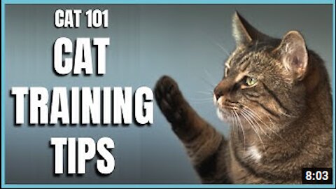 Cats: Basic Cat Training Tips