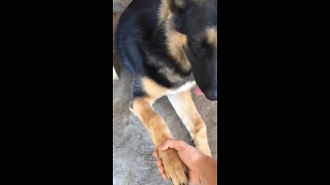 German Shepard Doing Handshake