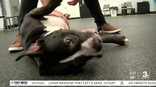 Adoption Option: Jax the boxer-pitbull mix at Nebraska Humane Society