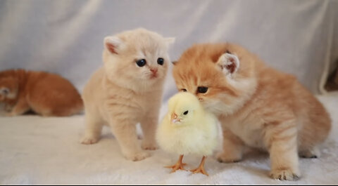 New Cute Cats Video | Kittens walk with a tiny chicken