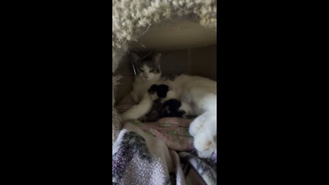 Mom cat with her newborn babies