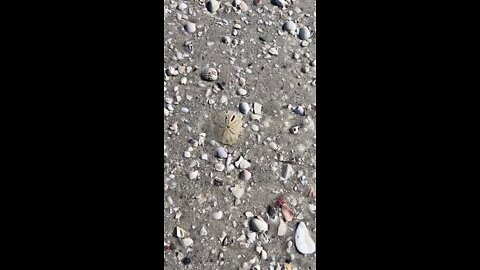 Livestream Clip- Sand Dollar on Tigertail Beach Part 2- Marco Island, FL