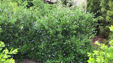 Ceanothus Victoria in Oregon