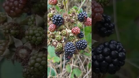 Wild blackberries , gifts of nature