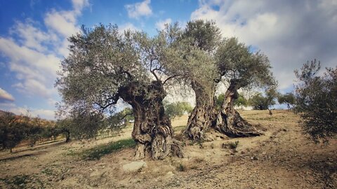 🇪🇸 Beautiful roads of Andalucia and over 1000 years old olive tree! #vanlifespain