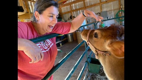 Biting The Hand That FEEDS | A Big Family Homestead VLOG