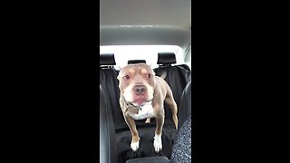 Happy dog super excited to visit the pet store