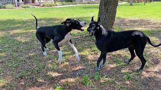 Funny Great Danes Love To Play Fly By Games - Girls Just Want To Have Fun