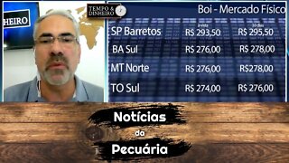 Boi gordo tem mercado travado com férias coletivas em frigoríficos