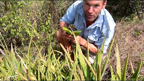 Washing hair with raw aloe vera on Snake Island