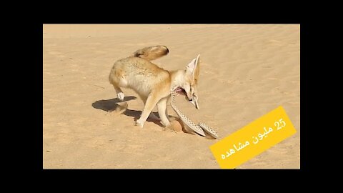 The struggle for survival in the Sahara Desert 'Fennec fox and snake