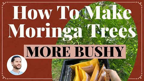 The Secret to Fuller and Bushier Moringa Trees with More Greens to Eat and Sell