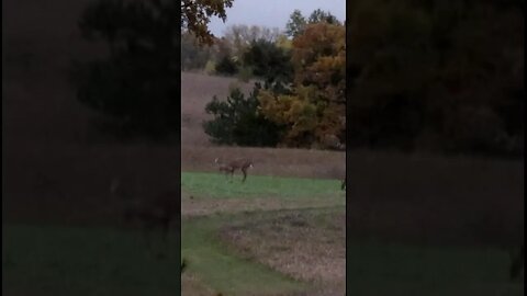 Buck at 30yds! Hunt recap. #shorts #wisconsin #hunting #outdoors #deer #bucks #archery #bowhunting