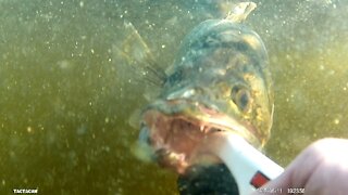 Lake of the Woods- Walleye