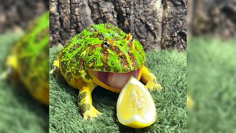 The expression of the horned frog eating lemon is so funny