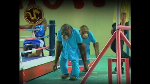 Funny Monkey Boxing