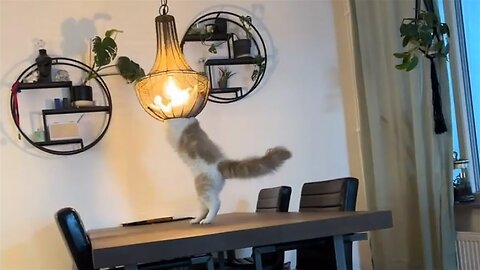 Hilarious moment as kitty spins into ceiling lamp