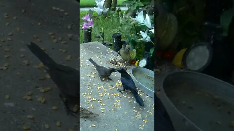 Fledgling Bird Squawking For Food #Shorts 🌻