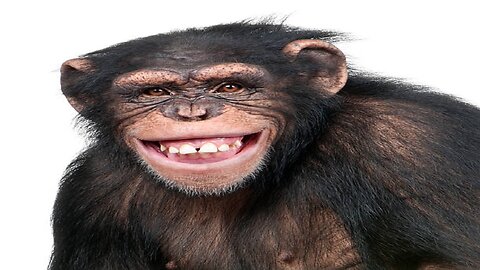 Funny Monkey