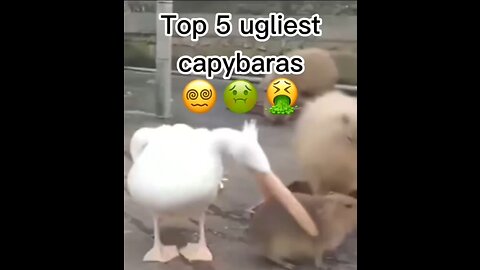 Top 5 ugliest capybaras🤢