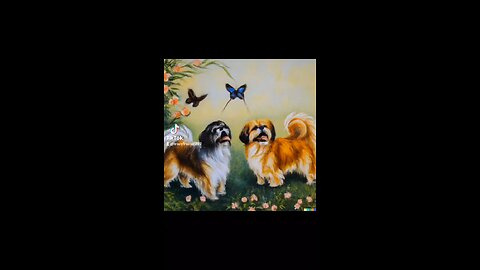 Pekingese Dogs