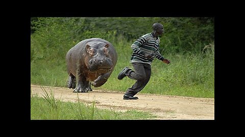 Funny Different animal chasing people