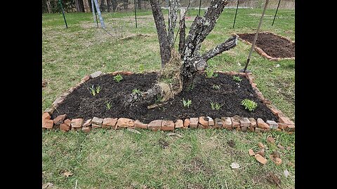 Styxhexenhammer Garden Update 4/28/2024