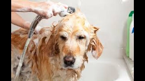 Giving My Dogs A Bath after a long day of play