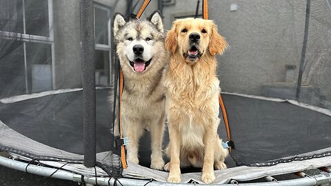 Husky V Golden Retriever Trampoline Battle! They Love It!!