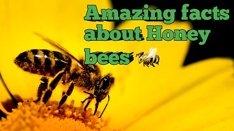 Amazing facts about Honey bees