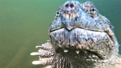 Gigantic snapping turtle curiously inspects scuba divers in Canadian lake