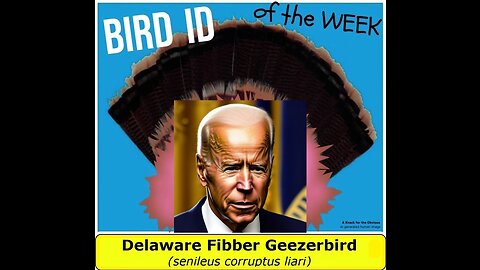 Joe Biden is Bird of the Week! The Delaware Fibber Geezerbird