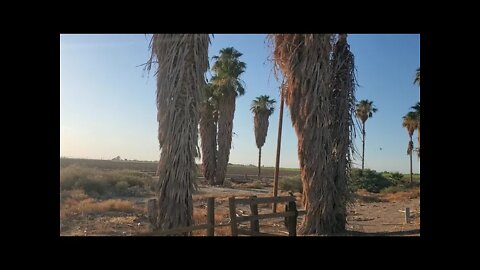 NATURAL PALM 🌴 TREES 🌳 CALIFORNIA USA