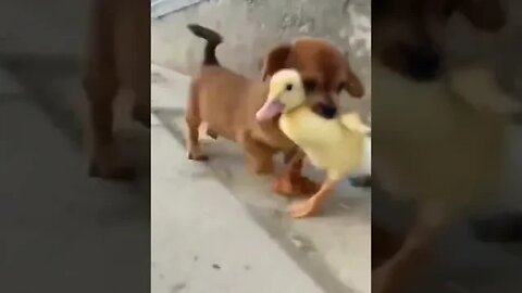 love story between dog and duck