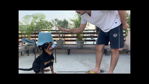 Dog Training video