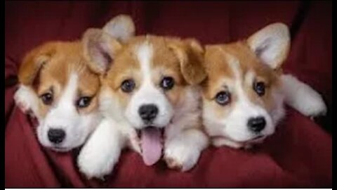 Cutest Compilation of Corgi Videos💗💗💗