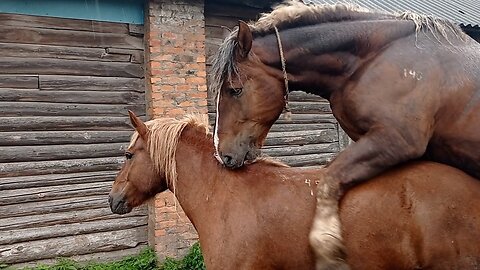 Опять выпустили жеребца для Барыни