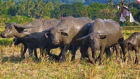 Herd of Wild Buffalo Finished Mud Bathing and Trying to Gather with the Group