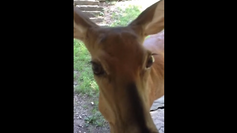 Rehabilitated deer visits caretaker from the wild