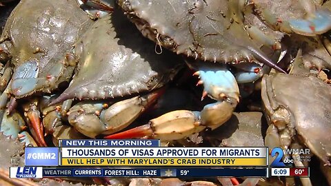 Hogan praises approval of visas to support crab industry