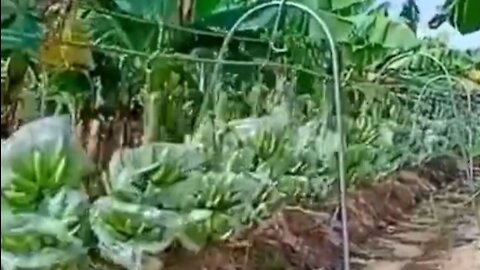 modern banana plantation