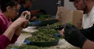 Marijuana business conference in Las Vegas this week